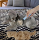 Щетка двухсторонняя колтунорез Pet Grooming Tool для вычесывания шерсти кошек и собак DtopePof-DT-530 фото 3